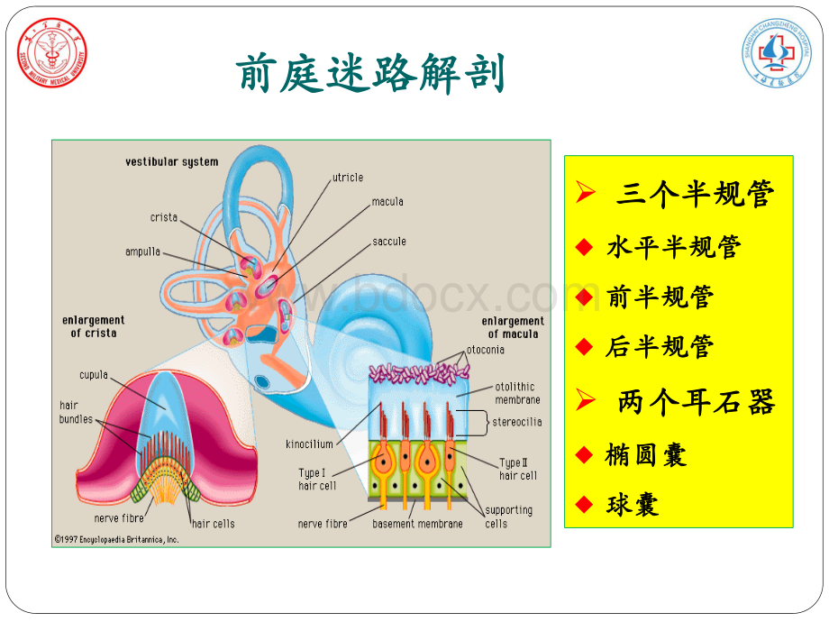 前庭生理基本原则3.pdf_第3页