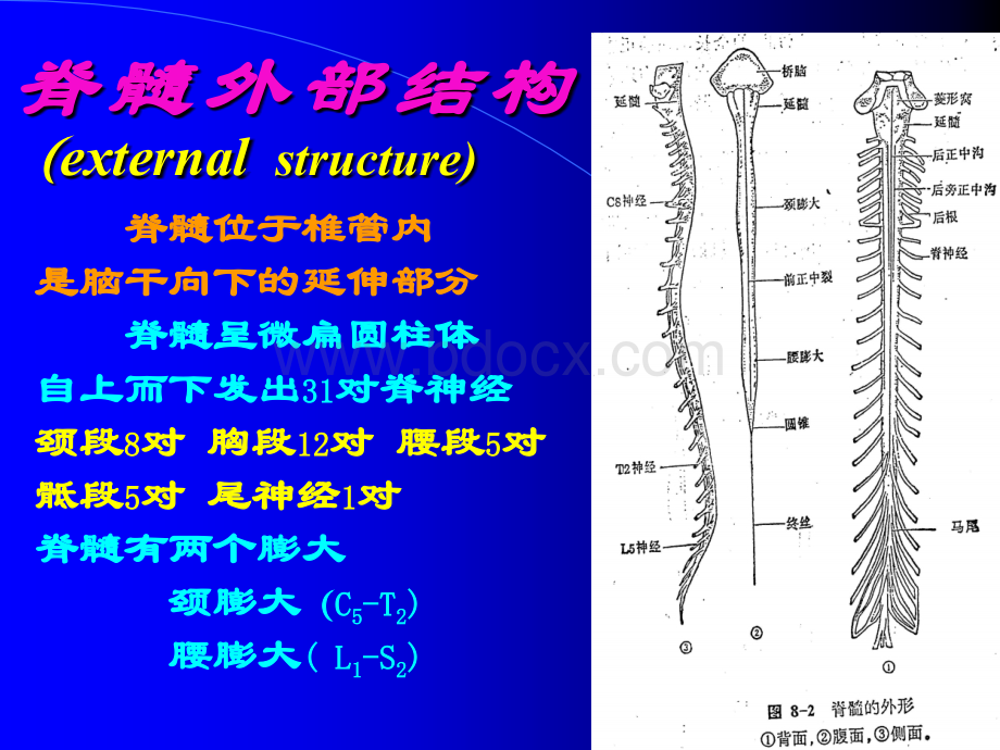 神经病学脊髓病变.ppt_第3页