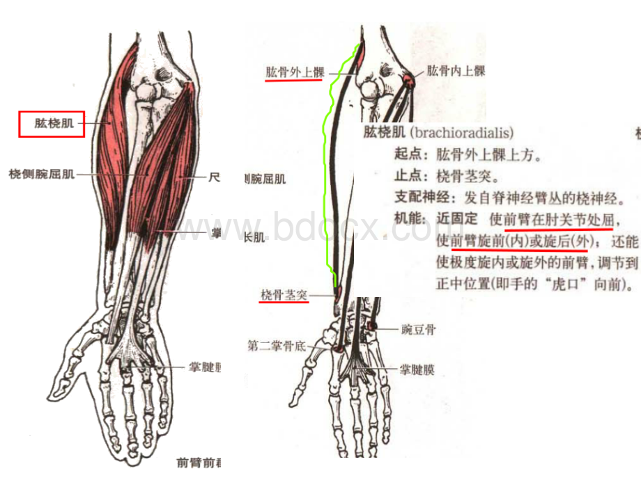 脊髓损伤分级十块关键肌图谱_精品文档.ppt_第3页