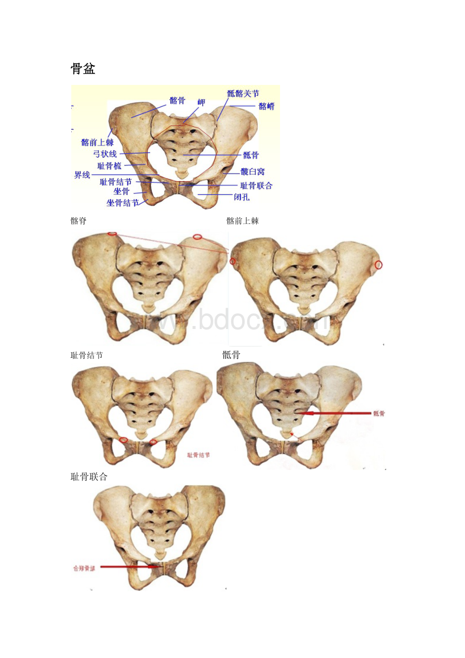 骨盆测量及记忆口诀_精品文档Word文档格式.docx_第1页