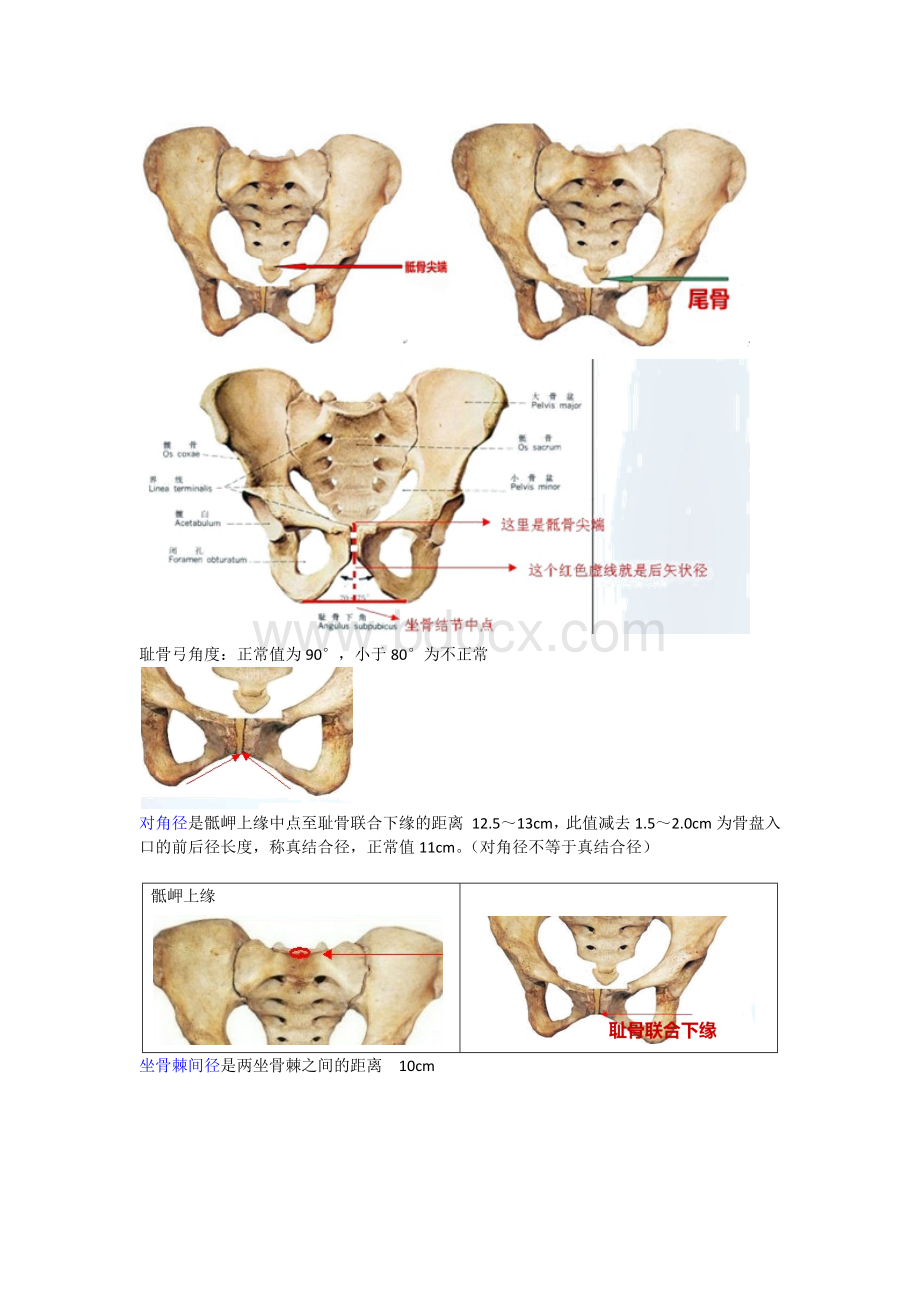 骨盆测量及记忆口诀_精品文档Word文档格式.docx_第3页