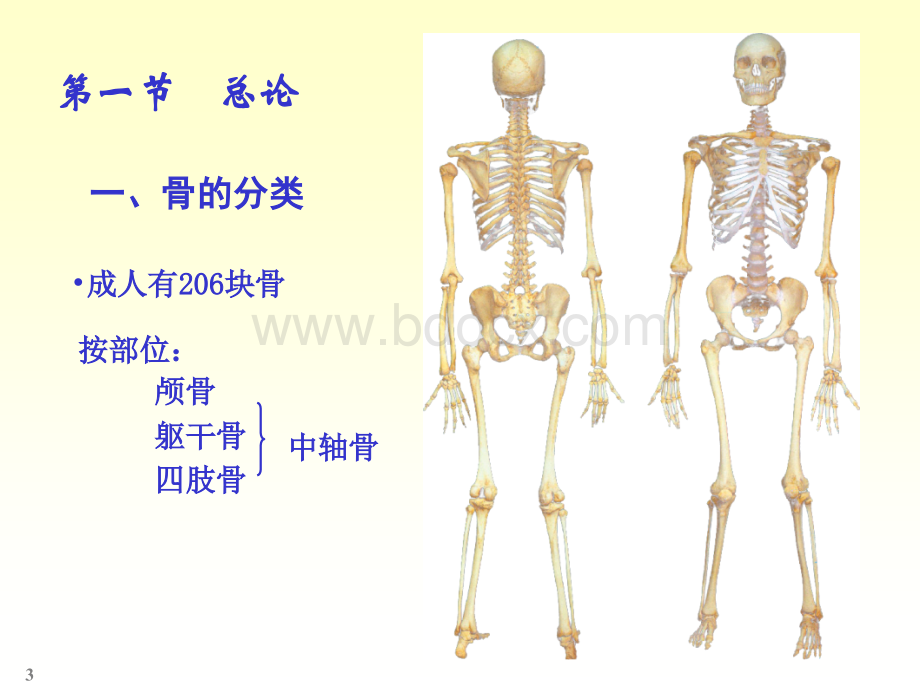 骨骼系统解剖学骨骼精品文档.ppt_第3页