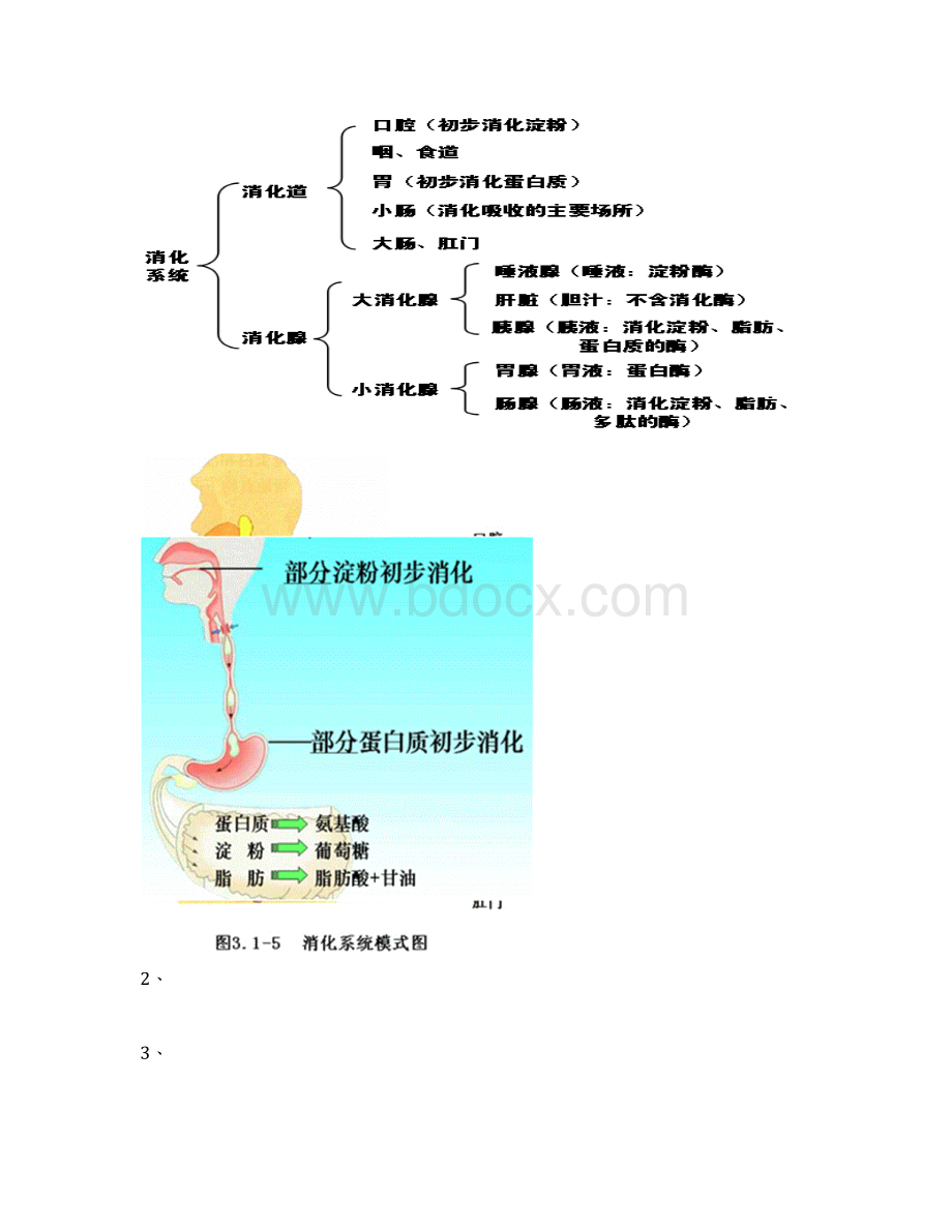 七年级生物下册知识点汇总Word文档格式.docx_第3页