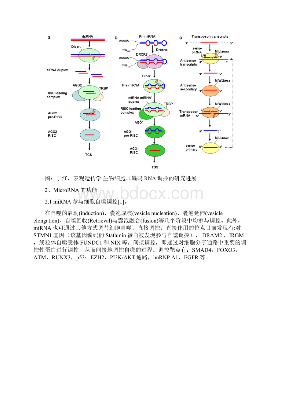 非编码RNA的分类及其功能总结Word文档格式.docx_第3页