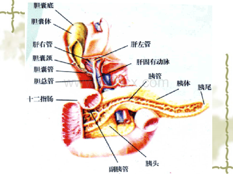 重症胰腺炎的治疗及护理_精品文档优质PPT.ppt_第3页