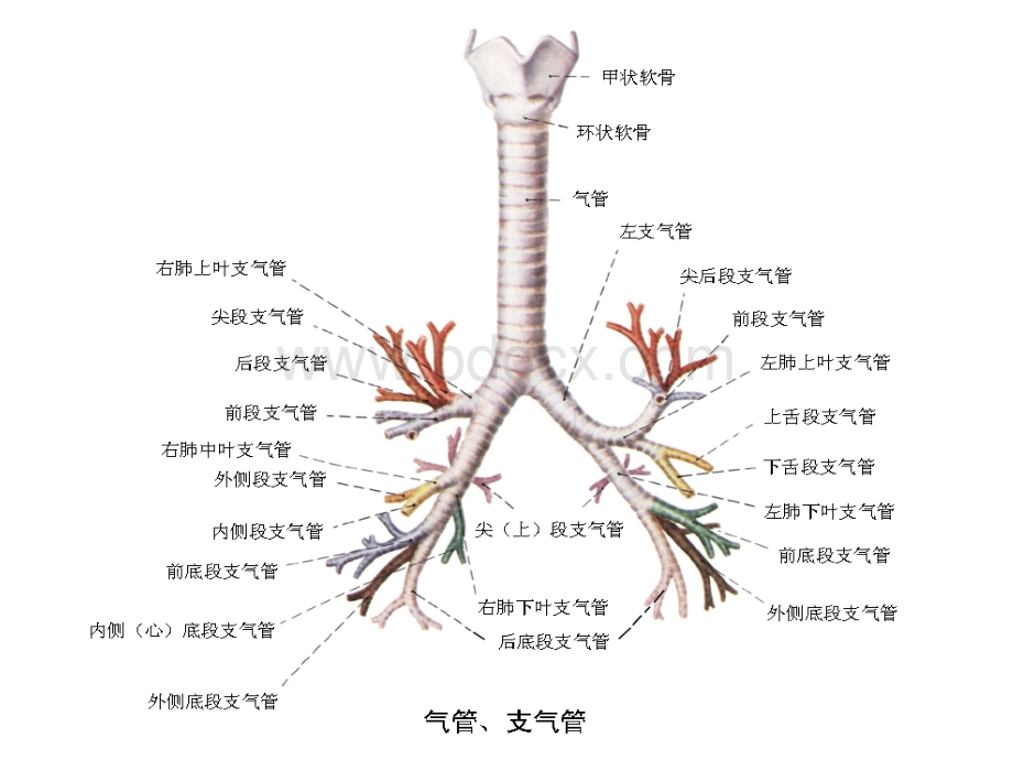 纤支镜图谱ppt最经典纤维支气管镜图谱.ppt_第1页