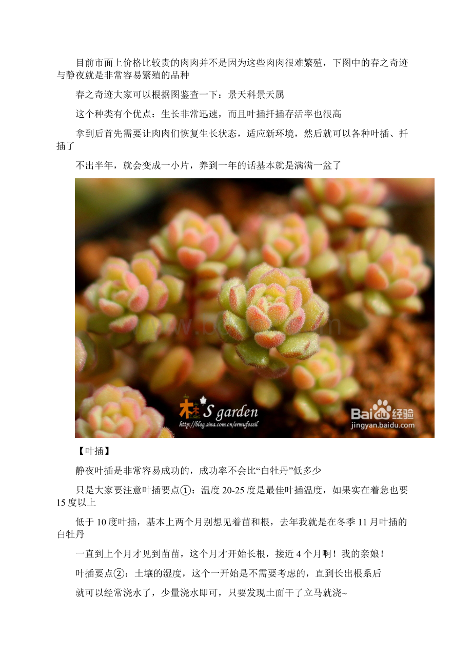 最新多肉植物日常养护窍门及疑难解答Word格式文档下载.docx_第3页