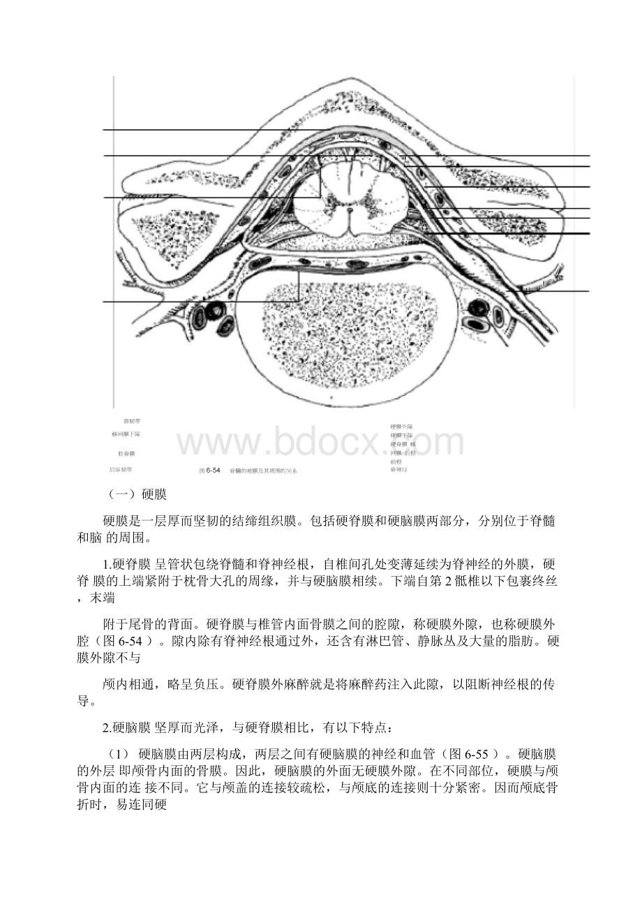 人体解剖学教材第47章脑脊髓被膜脑脊液及脑血管Word下载.docx_第2页