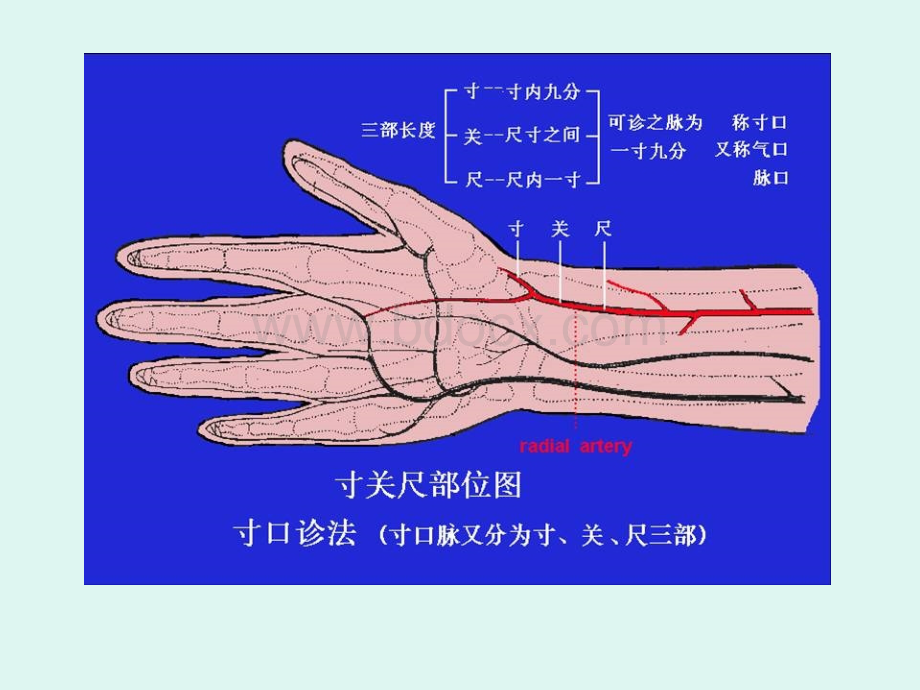 诊法--4切诊中医学基础_精品文档PPT课件下载推荐.ppt_第3页