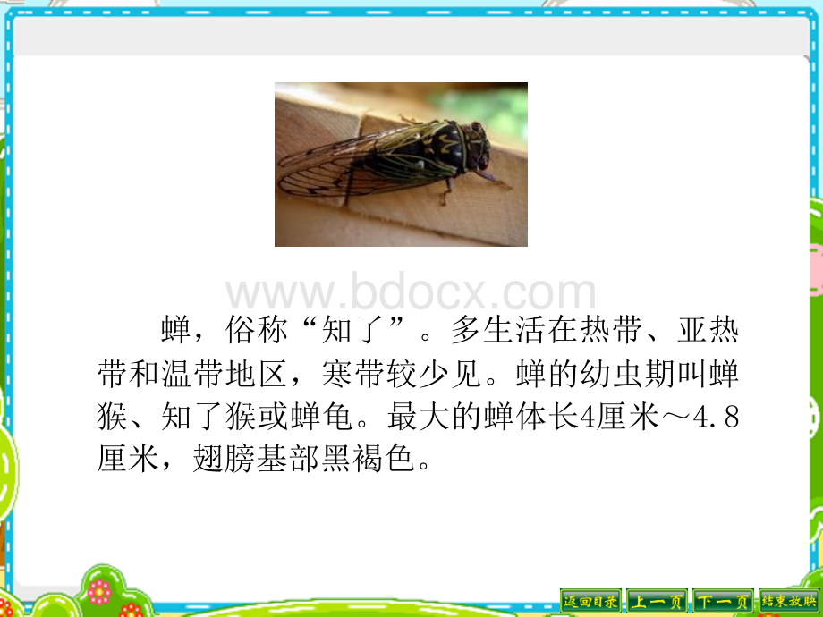 表里的生物PPTPPT资料.ppt_第2页