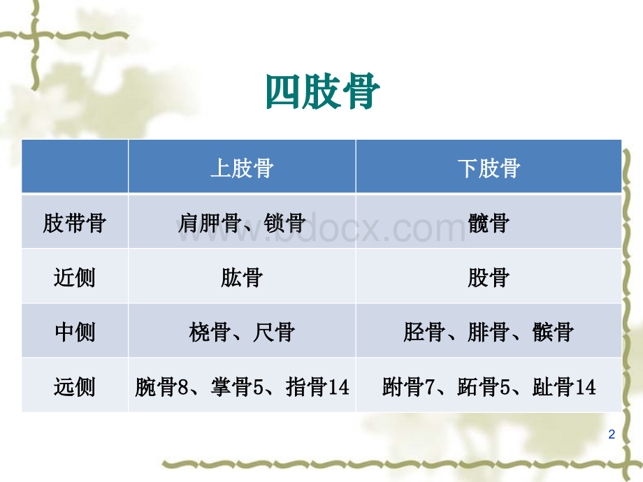 附肢骨及连接_精品文档.ppt_第2页