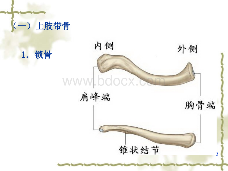 附肢骨及连接_精品文档.ppt_第3页