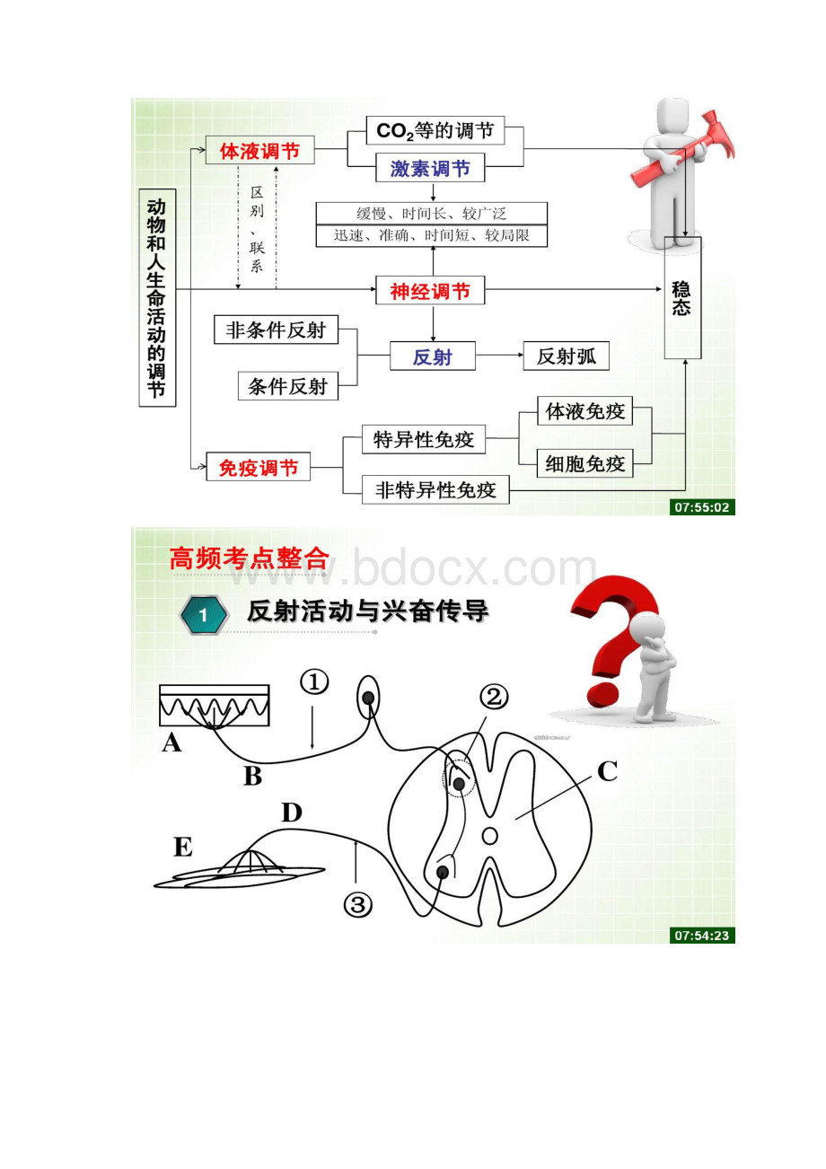 动物激素调节二轮复习解读Word格式.docx_第2页