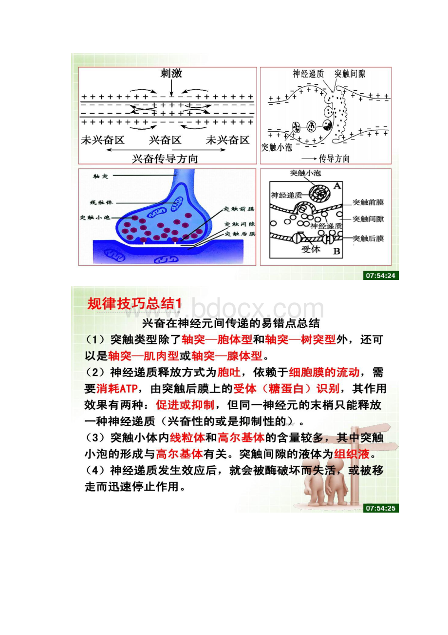 动物激素调节二轮复习解读Word格式.docx_第3页