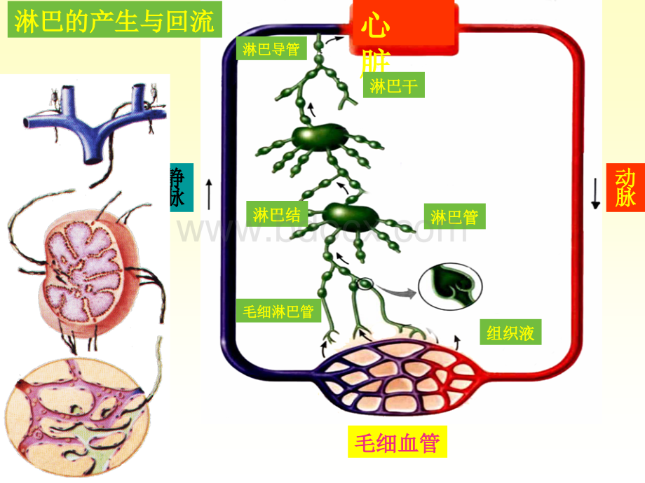 淋巴系统PPT文件格式下载.ppt_第3页