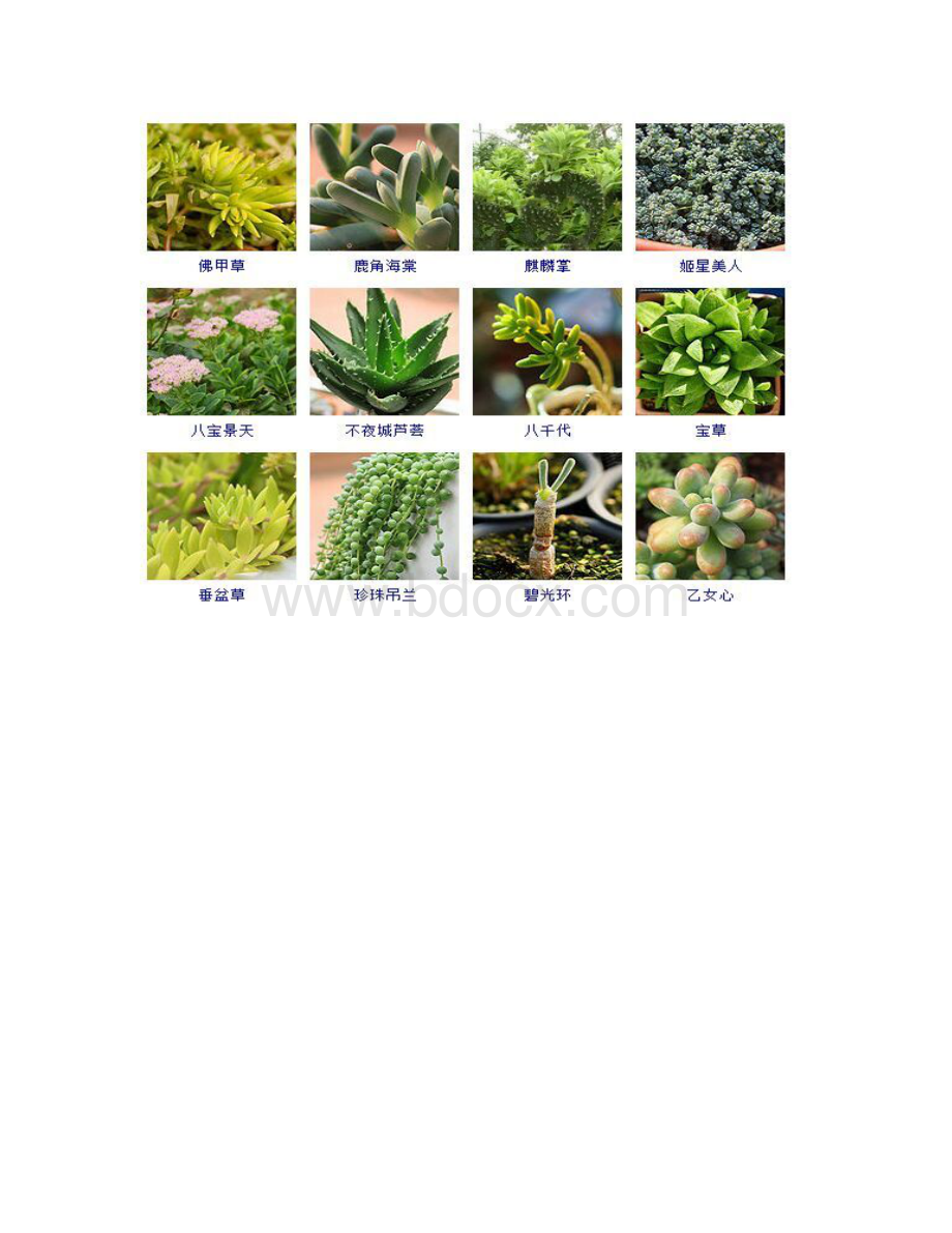 多肉植物图片及名称大全Word文档下载推荐.docx_第3页