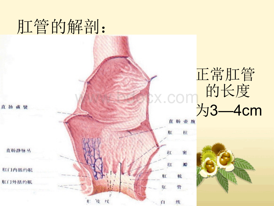 痔疮PPTPPT文档格式.ppt_第3页