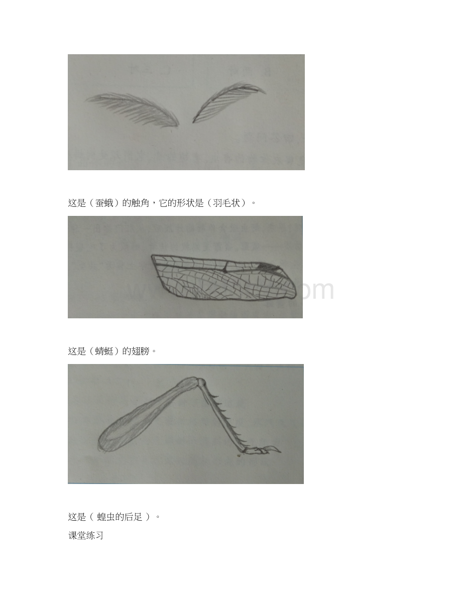 最新教科版科学六年级下册作业本参考答案文档格式.docx_第3页