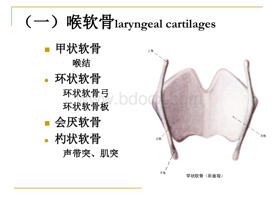 麻醉解剖学-喉与气管颈部_精品文档.ppt_第3页