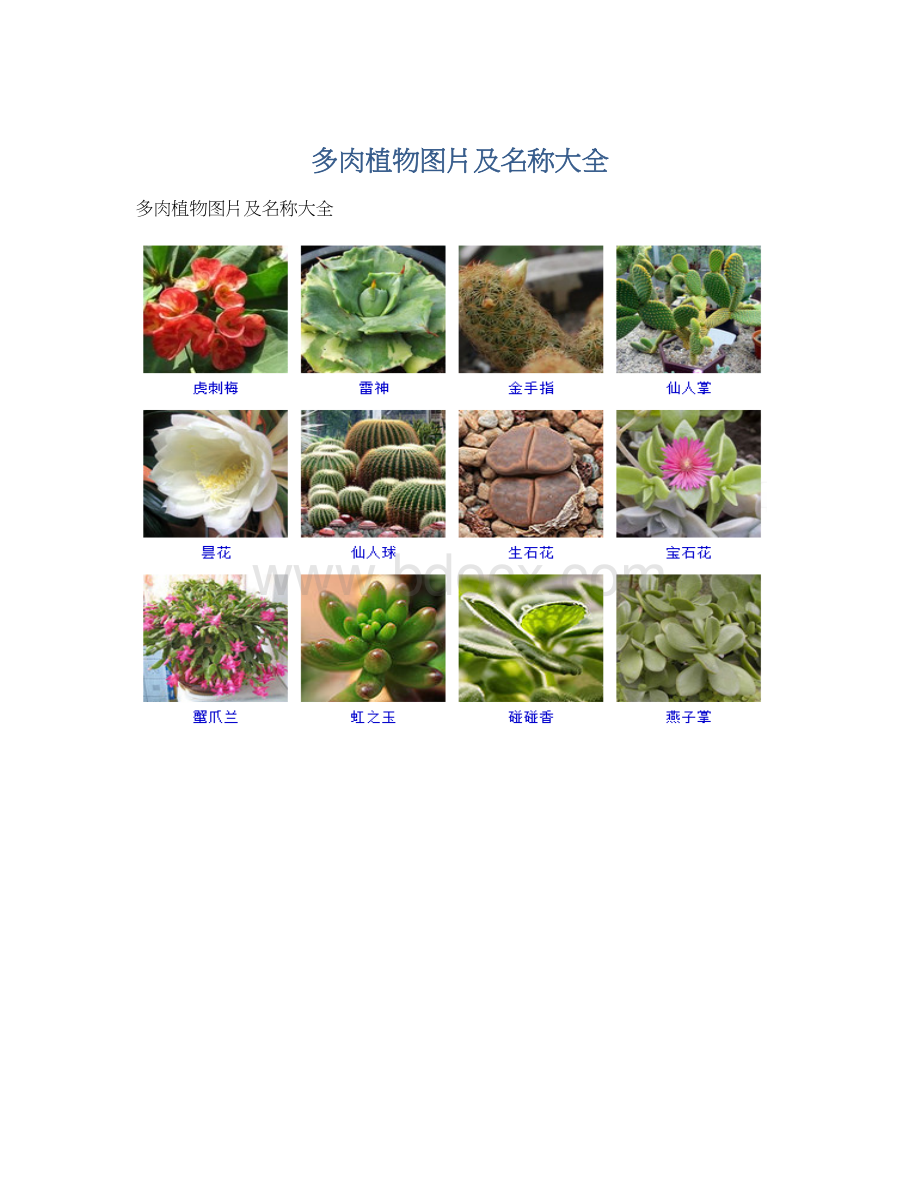 多肉植物图片及名称大全Word文件下载.docx_第1页