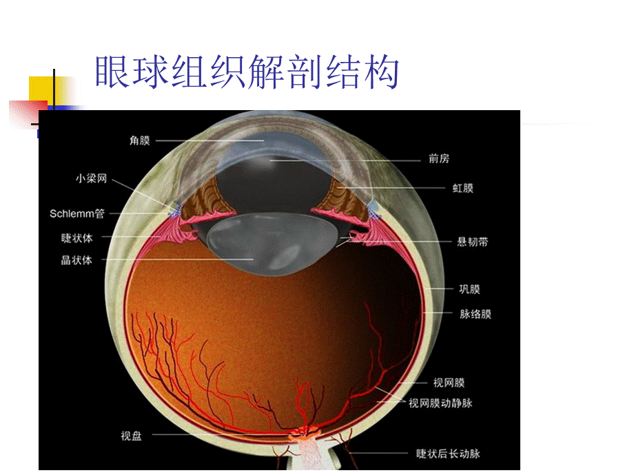 视网膜中央静脉阻塞的诊断及治疗.ppt_第2页