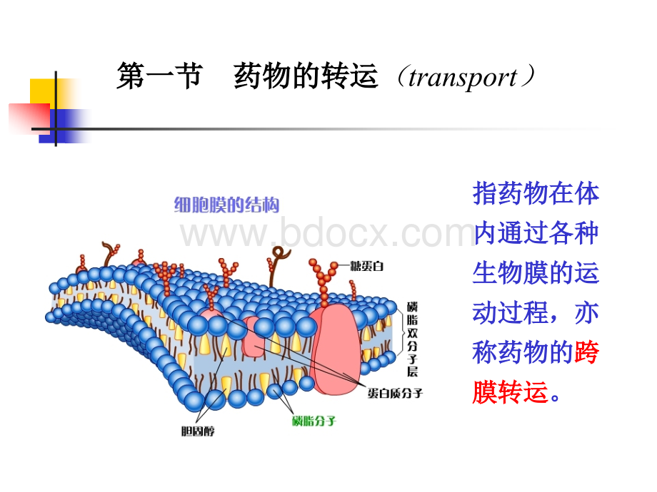 麻醉药理学-药物代谢动力学_精品文档PPT文档格式.ppt_第3页