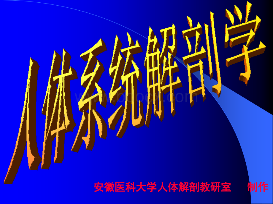 针灸针刀等解剖学基础_精品文档PPT格式课件下载.ppt_第1页