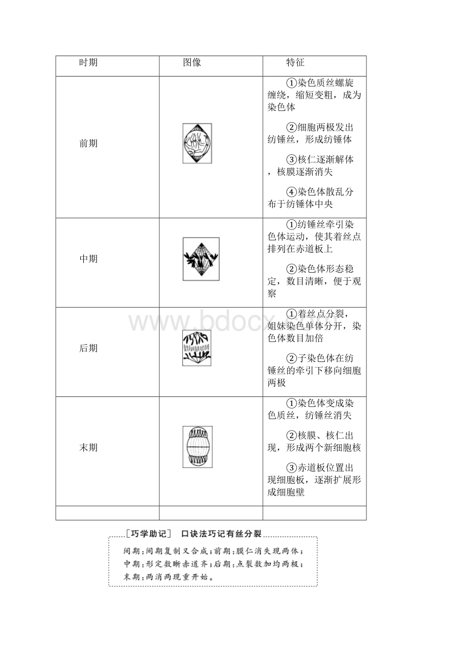 新人教版高中第1课时细胞周期和高等植物细胞的有丝分裂教学案必修1生物.docx_第3页