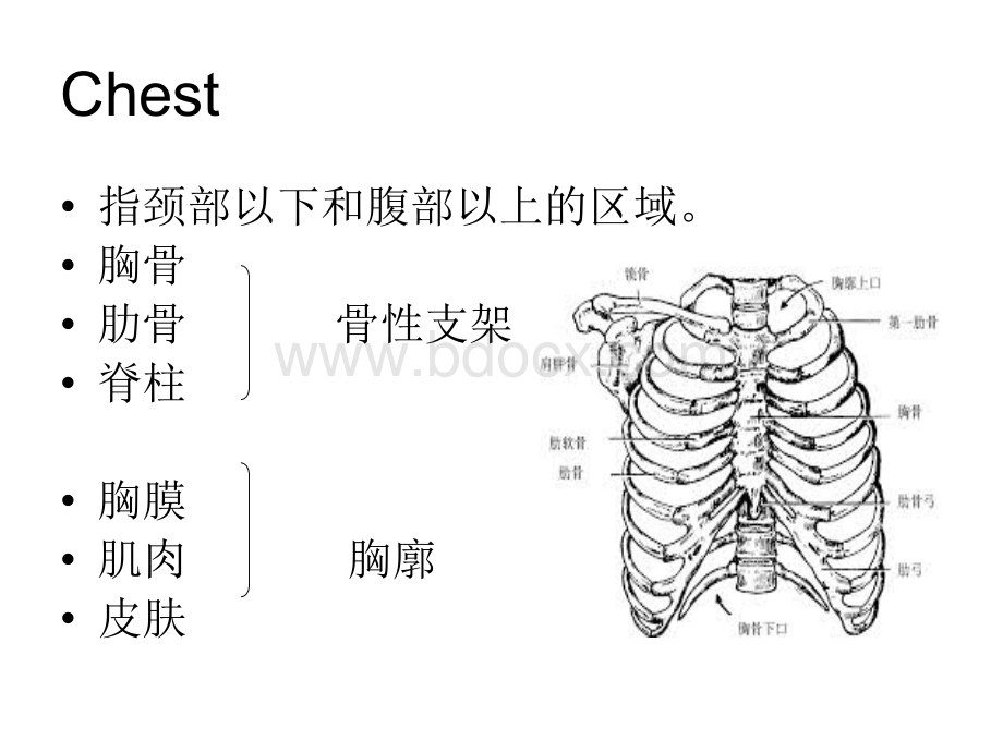 诊断学胸部和肺体格检查_精品文档PPT推荐.ppt_第3页