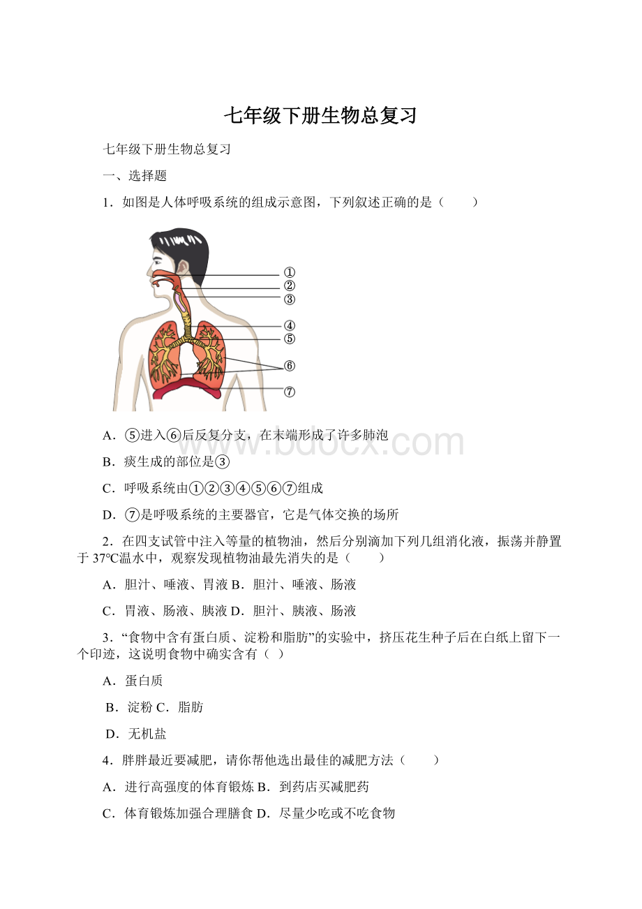 七年级下册生物总复习Word文档格式.docx