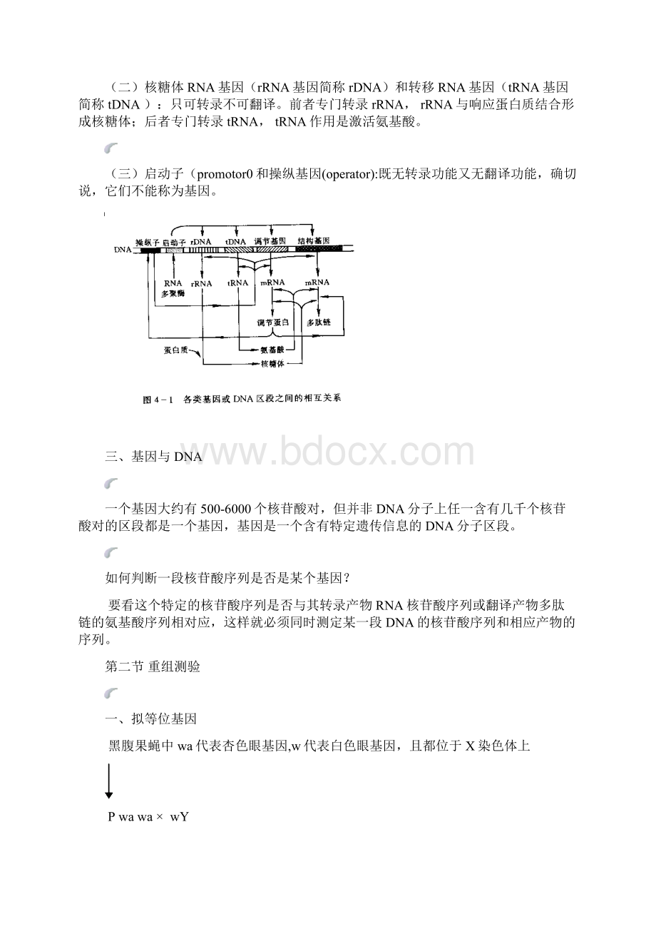 四基因的结构和功能文档格式.docx_第3页