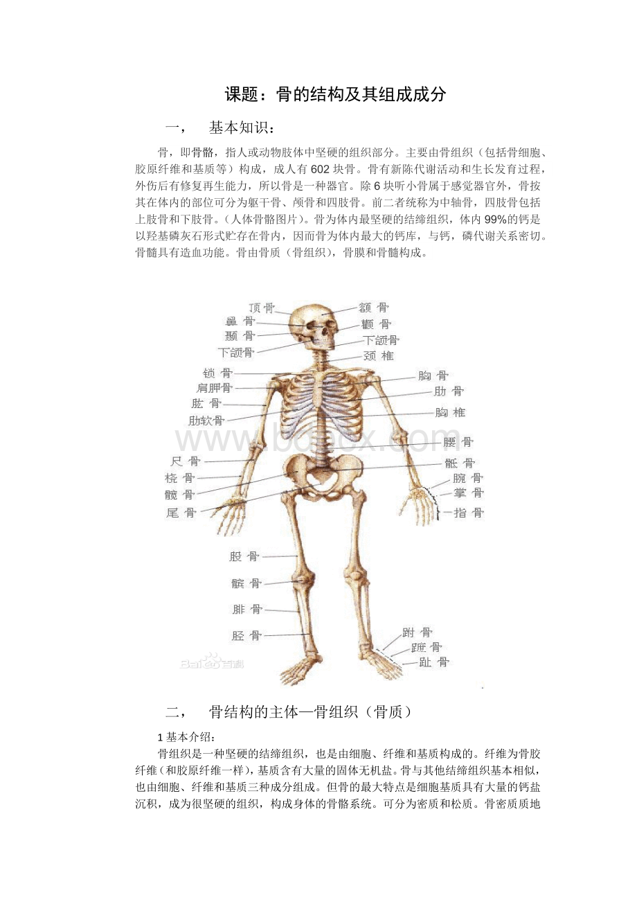 骨的结构及其组成成分_精品文档Word文档下载推荐.docx