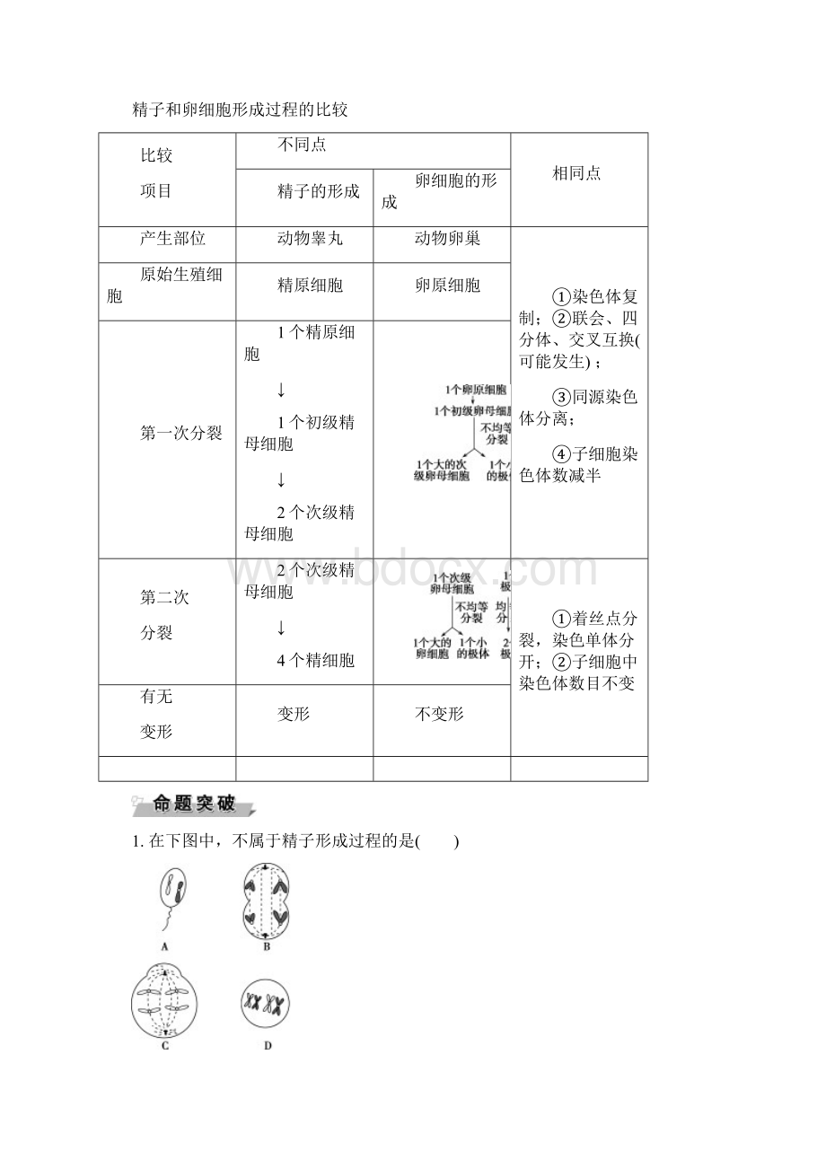 高中生物 第二章 基因和染色体的关系 第1节 减数分裂和受精作用导学案 新人教版必修Word下载.docx_第3页