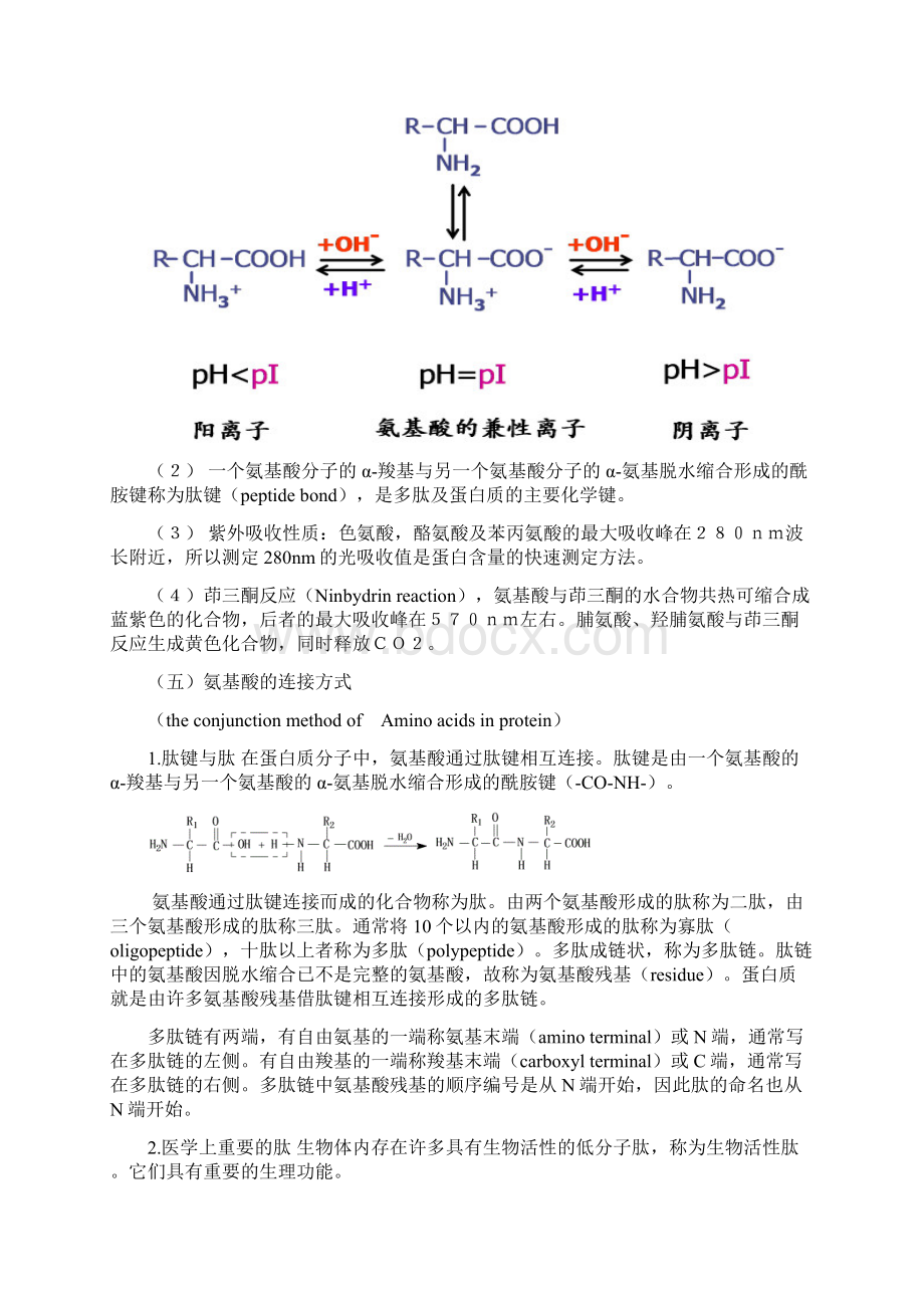 第二章蛋白质的结构与功能Word文档下载推荐.docx_第3页