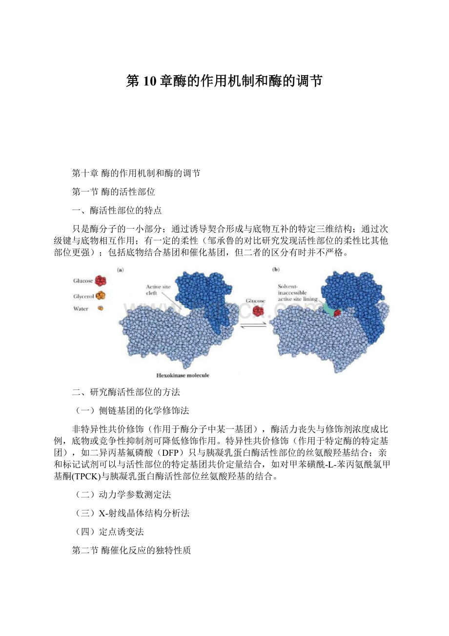 第10章酶的作用机制和酶的调节.docx_第1页