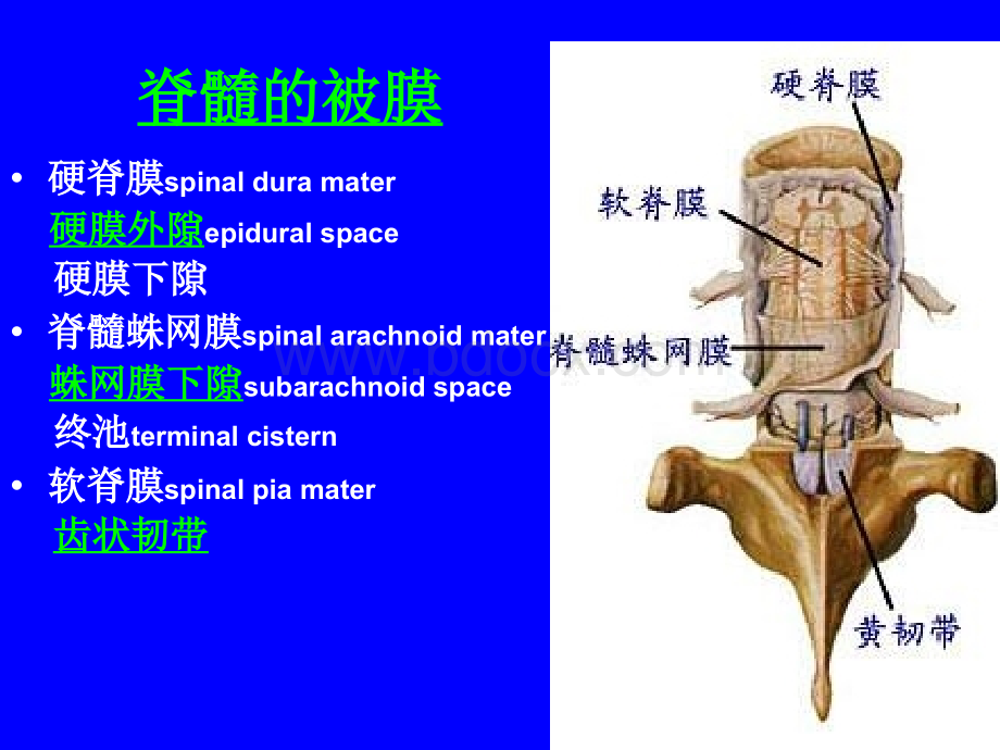 解剖学PPT脑和脊髓被膜血管及脑脊液循环_精品文档.ppt_第3页