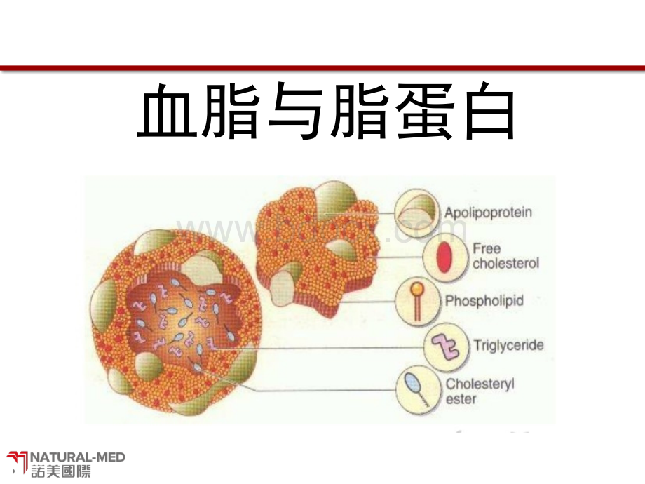 血脂学与高脂血症概述_精品文档PPT资料.ppt_第2页