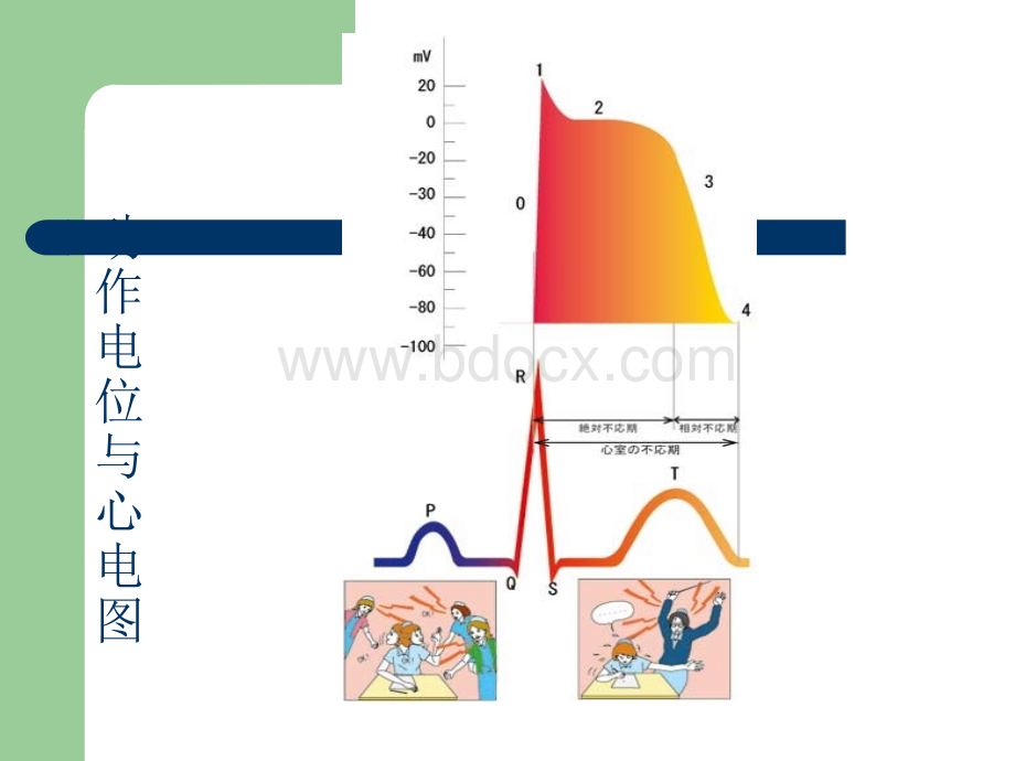 诊断学-心电图检查_精品文档PPT课件下载推荐.ppt_第3页