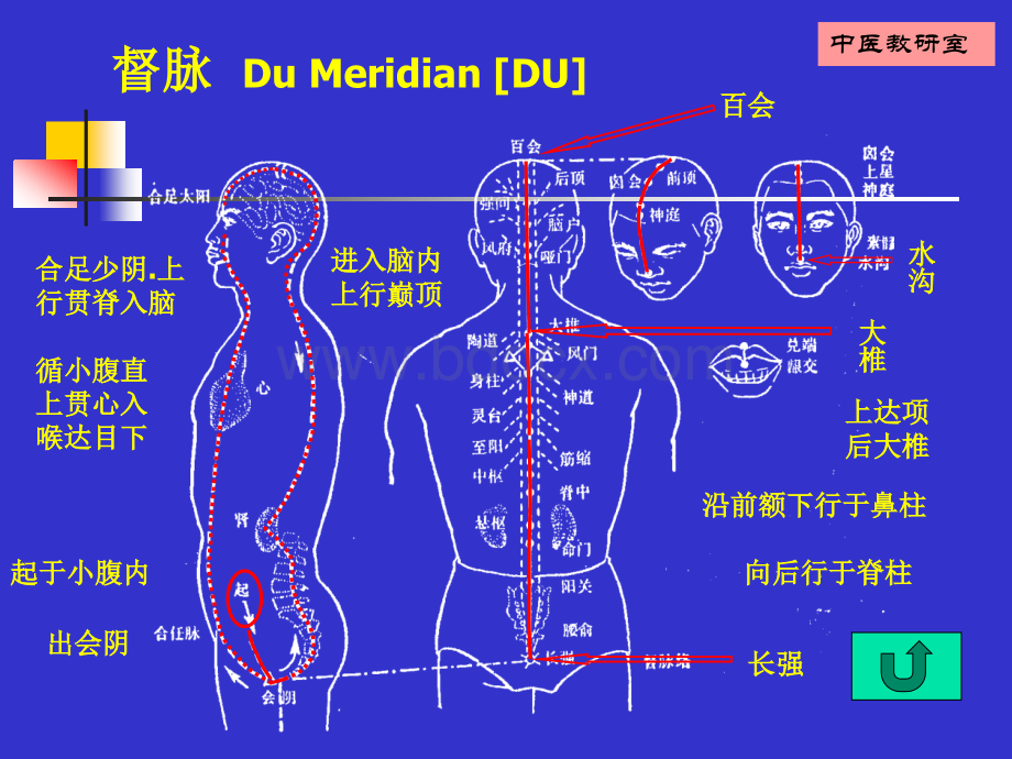 针灸学16督脉_精品文档.ppt_第3页