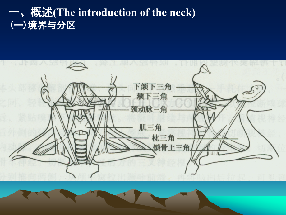 颈部的应用解剖_精品文档PPT推荐.ppt_第2页