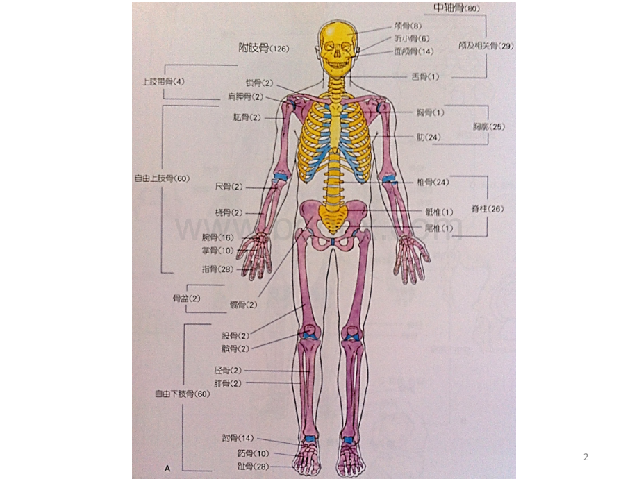 运动障碍学3_精品文档.ppt_第2页