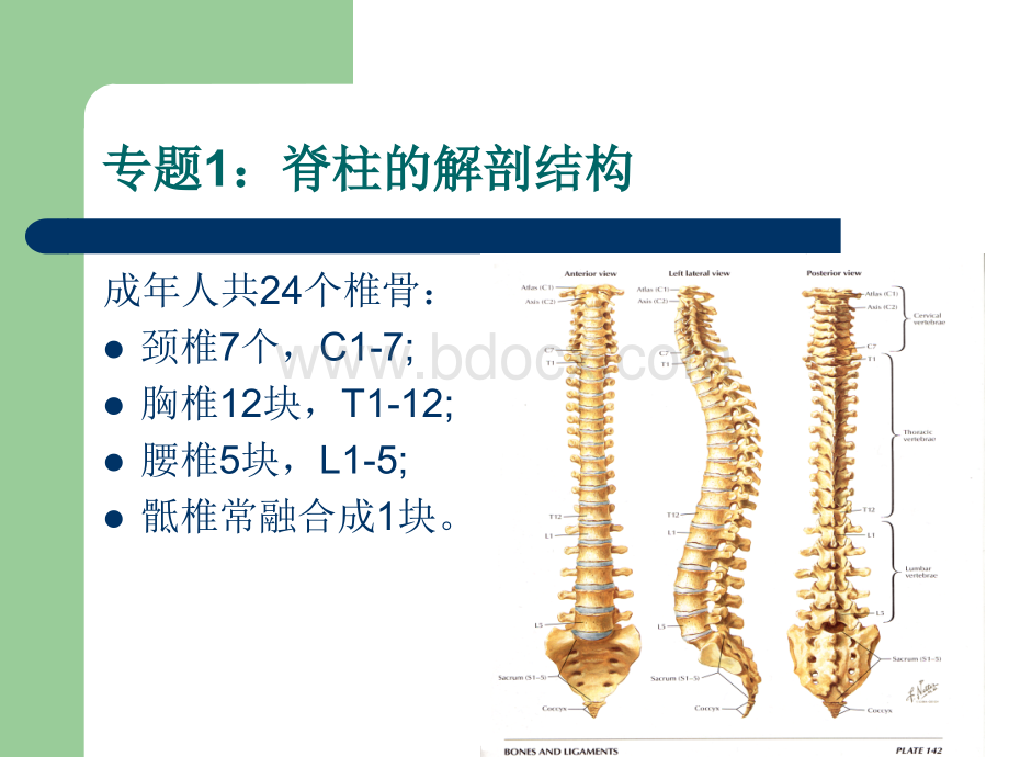 选择性神经根阻滞_精品文档PPT文件格式下载.ppt_第3页