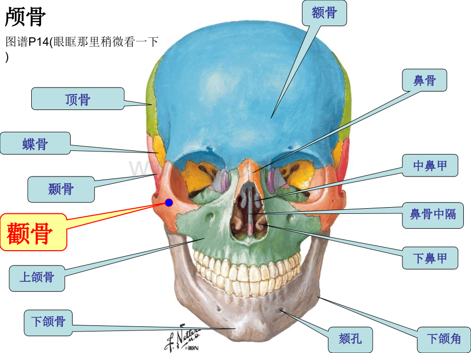 系统解剖学系解实验考点整理PPT文档格式.ppt