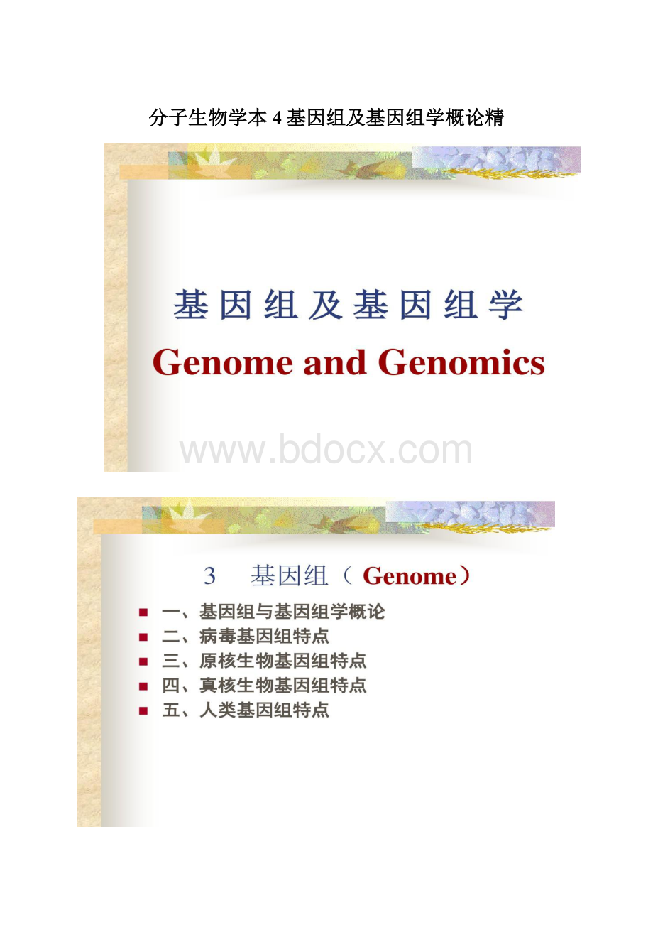 分子生物学本4基因组及基因组学概论精Word下载.docx_第1页