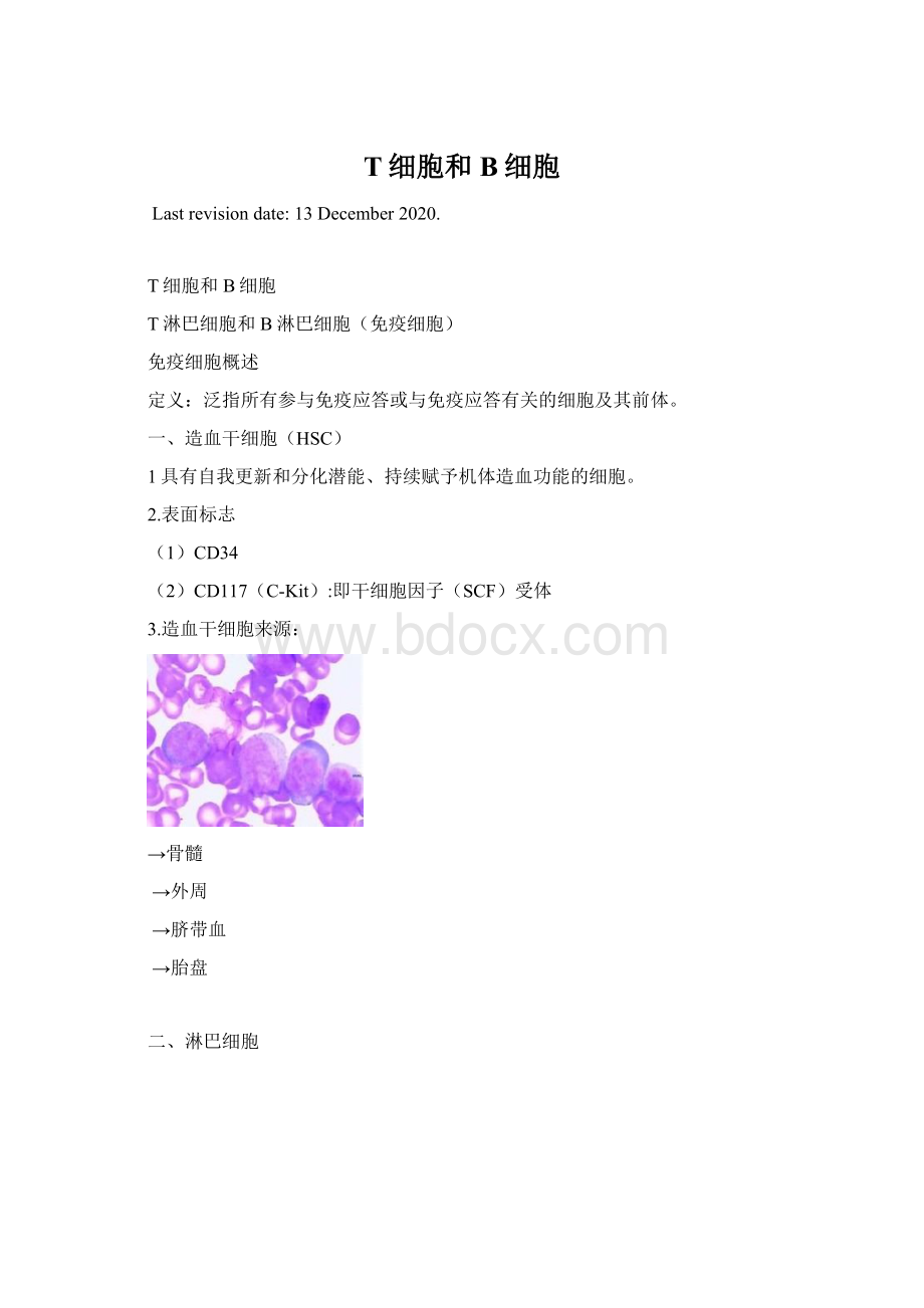 T细胞和B细胞文档格式.docx_第1页