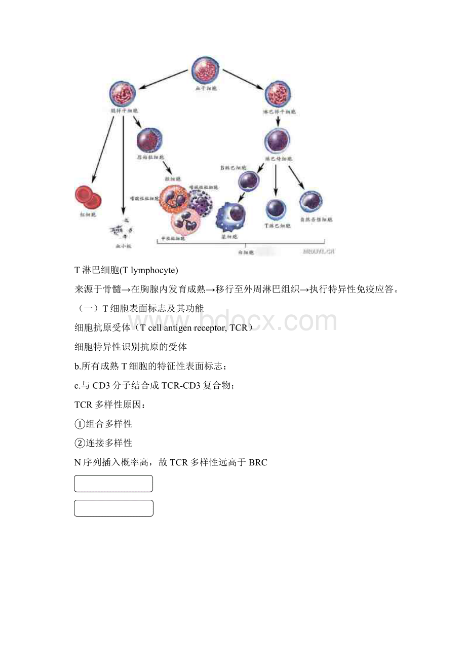 T细胞和B细胞文档格式.docx_第2页