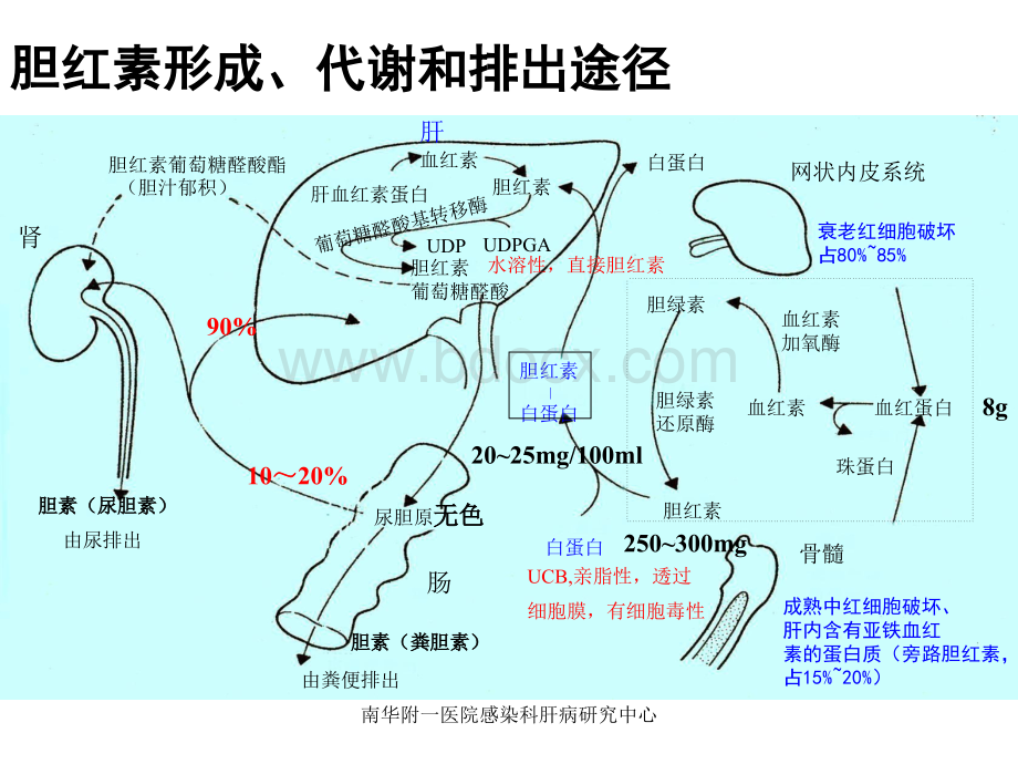 黄疸诊断与鉴别_精品文档PPT格式课件下载.ppt_第3页