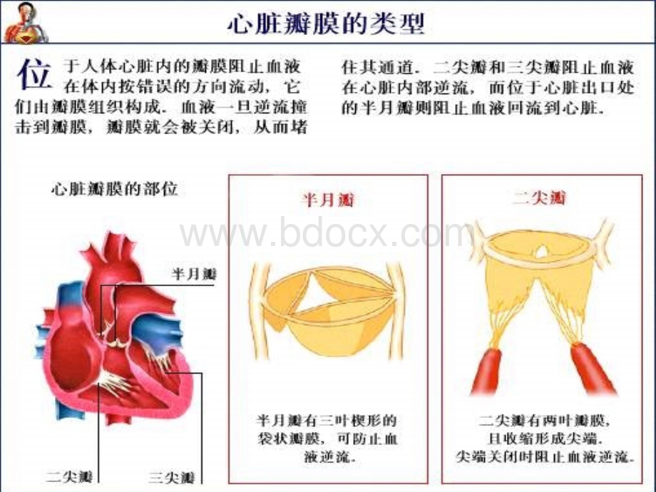 风心病及术前术后护理_精品文档PPT推荐.ppt_第3页