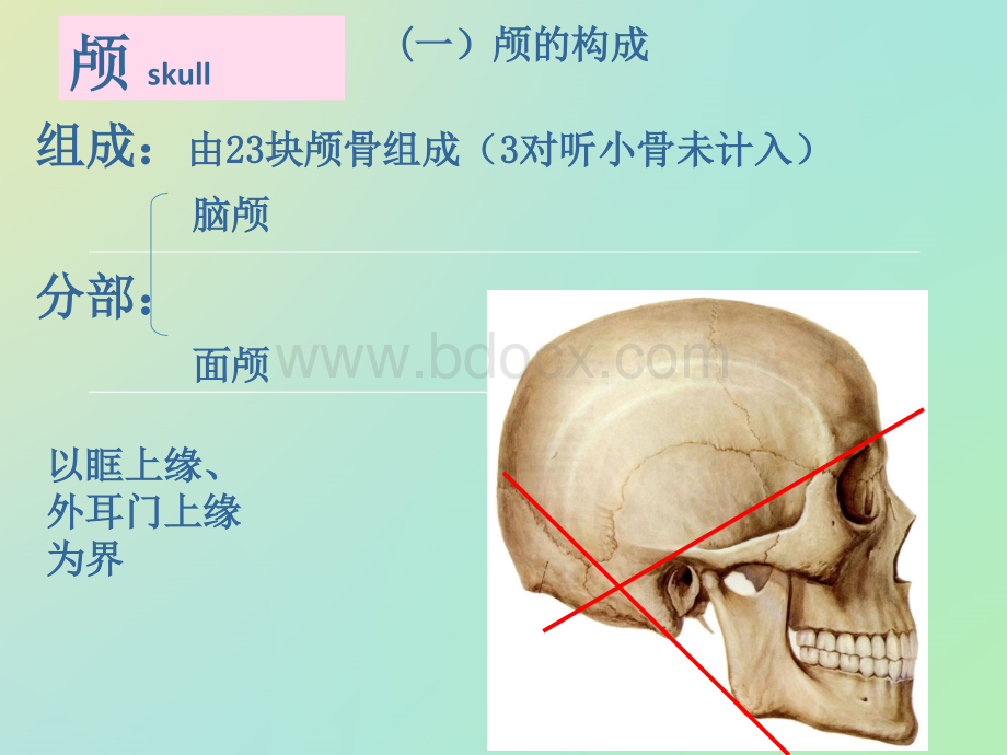 颅骨ppt_精品文档PPT资料.ppt_第1页