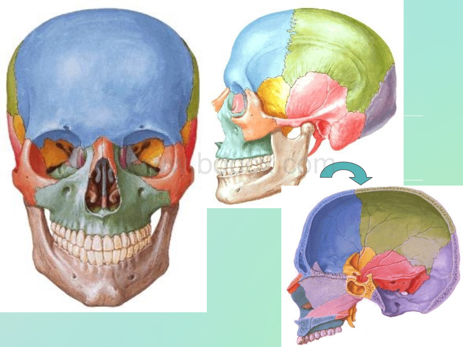 颅骨ppt_精品文档PPT资料.ppt_第3页